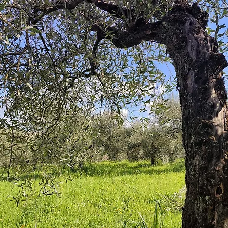 Casalpiano * Ορβιέτο