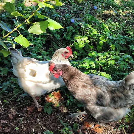 Casalpiano Agroturismo