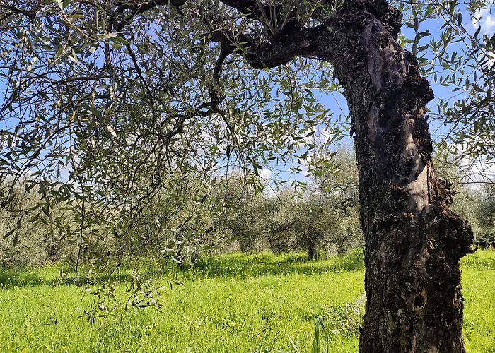 Casalpiano * Orvieto