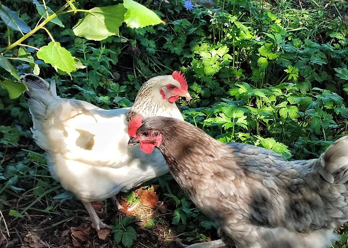 Casalpiano Farm stay